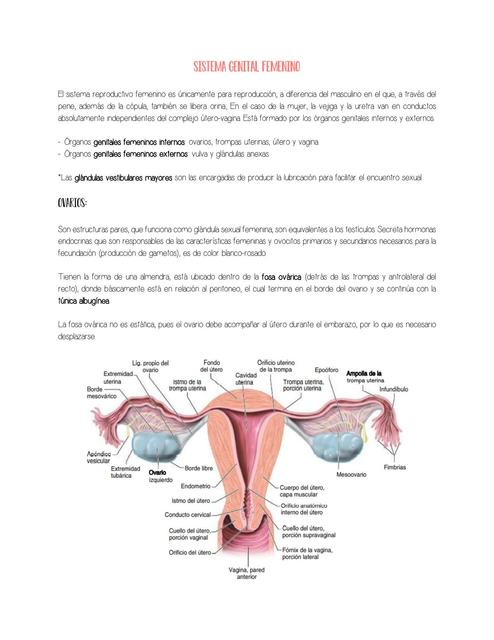 Sistema genital femenino