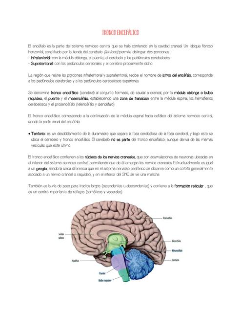 Tronco encefálico, cerebelo y nervios craneales