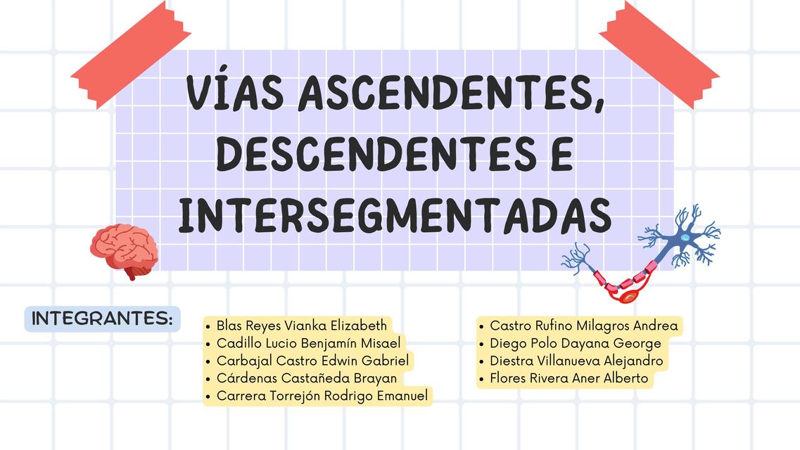 Vías Ascendentes , Descendentes e Intersegmentarias | uDocz