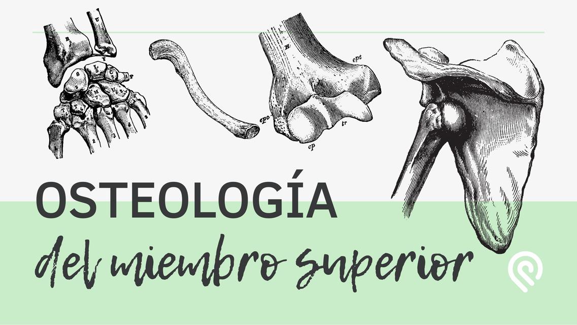 Osteologia del Miembro Superior