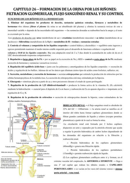 Fisiología Renal 