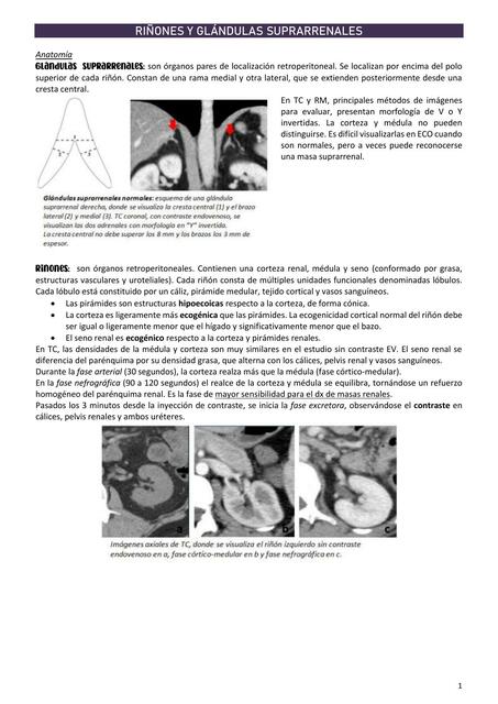 Riñones y glándulas suprarrenal