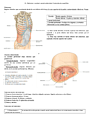 Abdomen - Anatomía de superficie