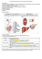 Características generales de la estructura y función del Sistema Digestivo