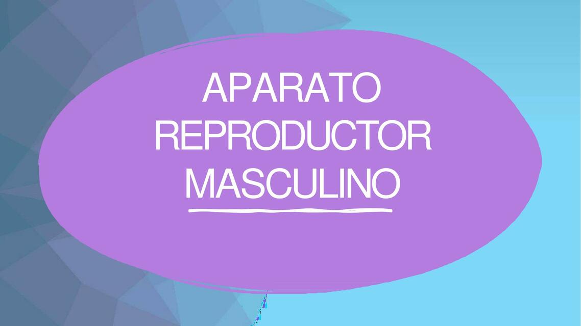 Aparato Reproductor Masculino 