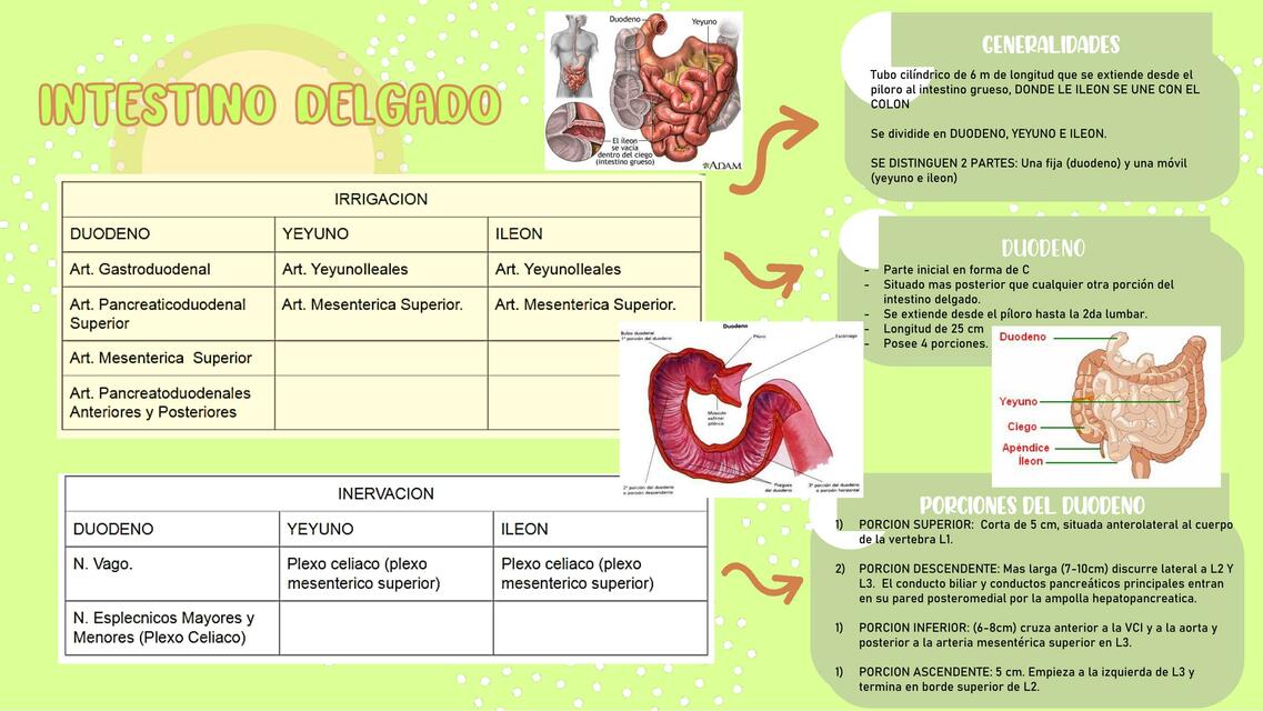 Intestino Delgado 