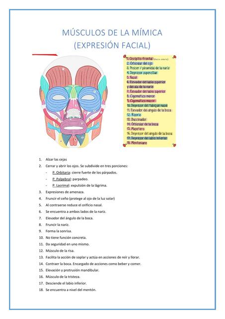 Músculos de la Mímica