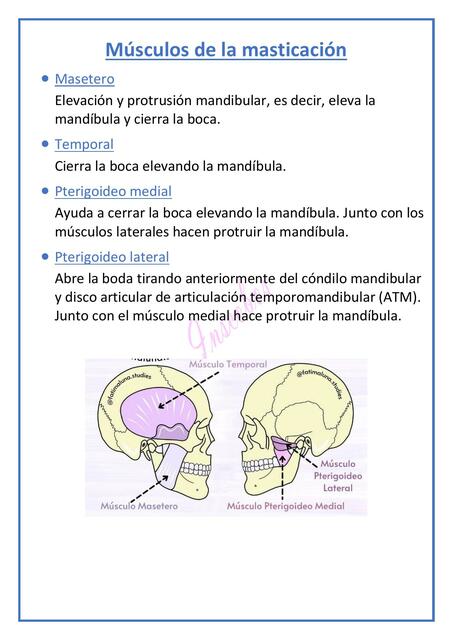 Músculos de la Masticación