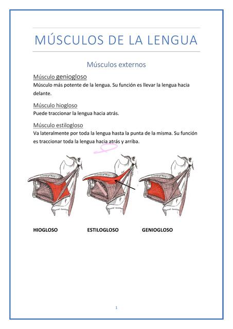 Músculos de la Lengua