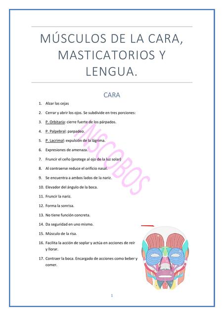 Músculos de la Cara, Masticatorios y Lengua 