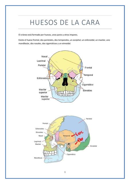 Huesos de la Cara 