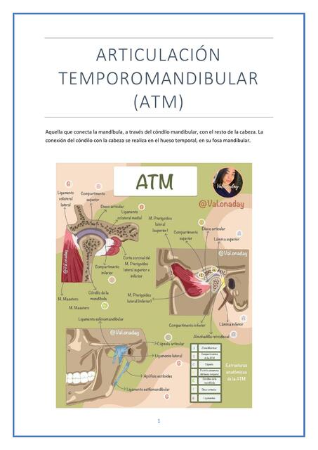 Articulación Temporomandibular ATM