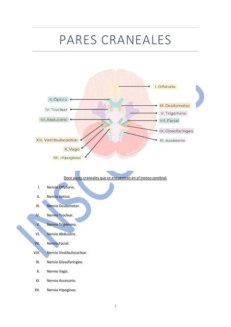 Pares Craneales
