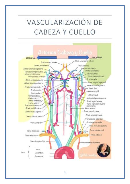 Vascularización de Cabeza y Cuello