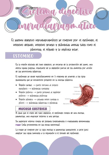 Sistema digestivo infra diafragmático 