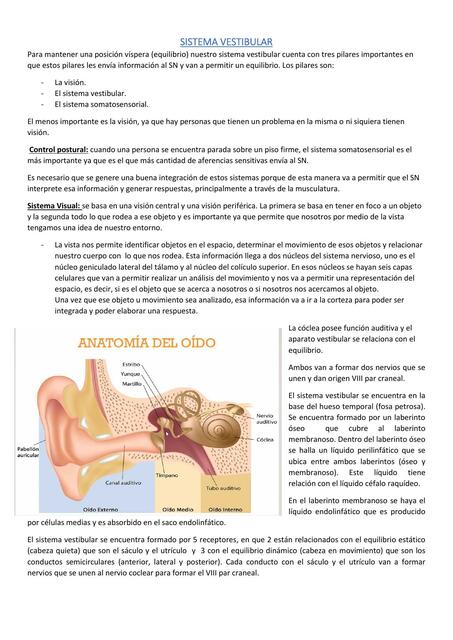 Sistema vestibular