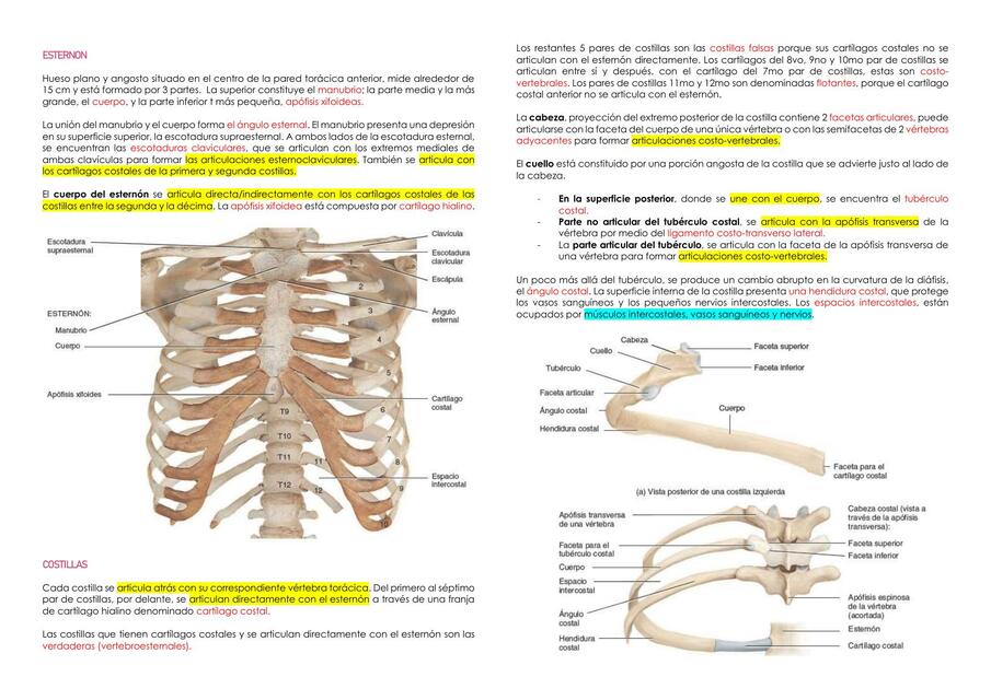Esternón y Costillas 