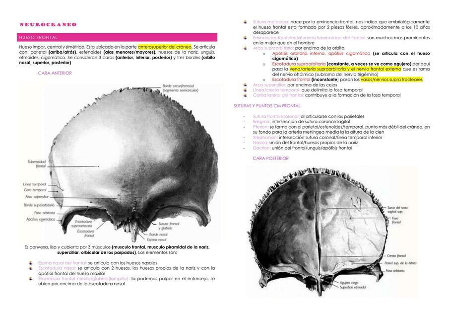 Neurocráneo 