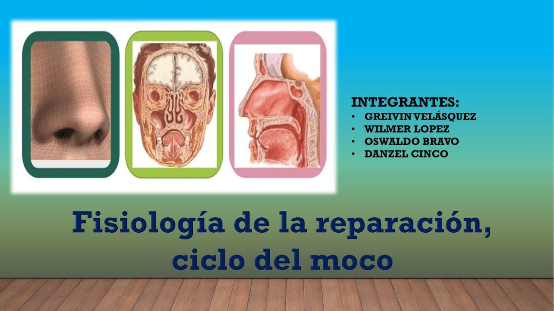 Fisiología de la respiración y ciclo del moco