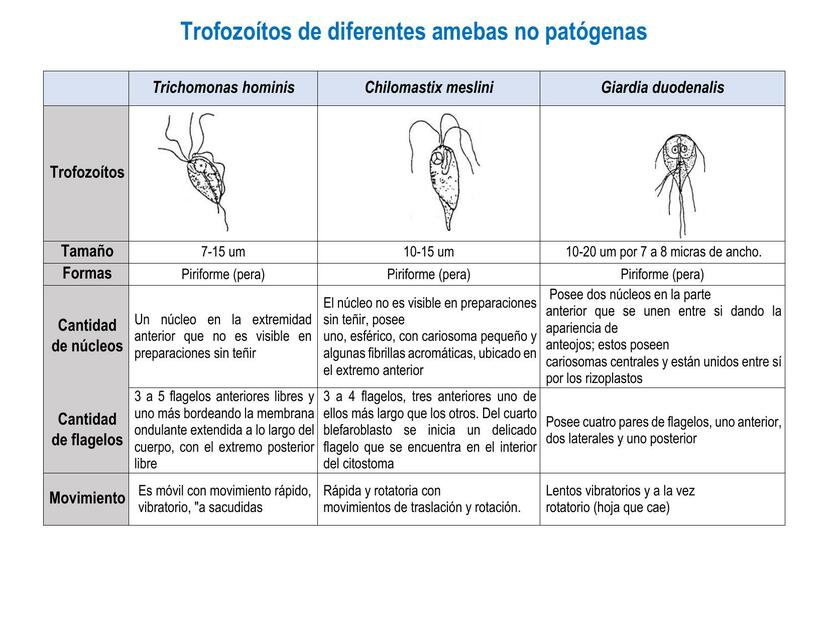 Trofozoitos de diferentes amebas no patogenas