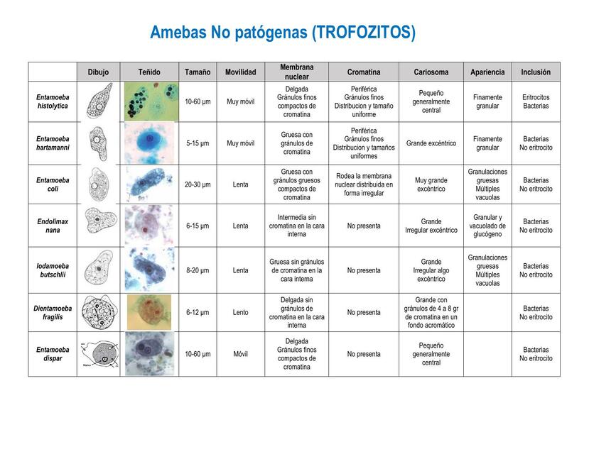 Amebas