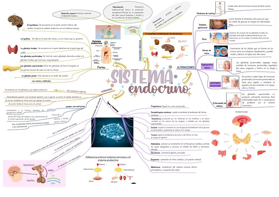 Sistema endocrino