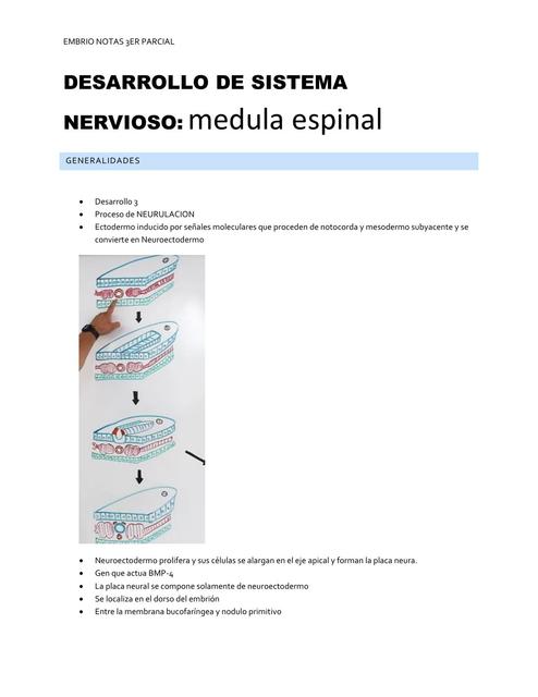 Desarrollo del sistema nervioso