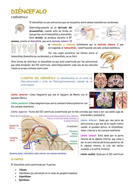 Diéncefalo