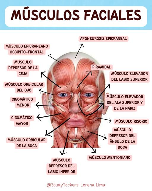 Huesos UDocz