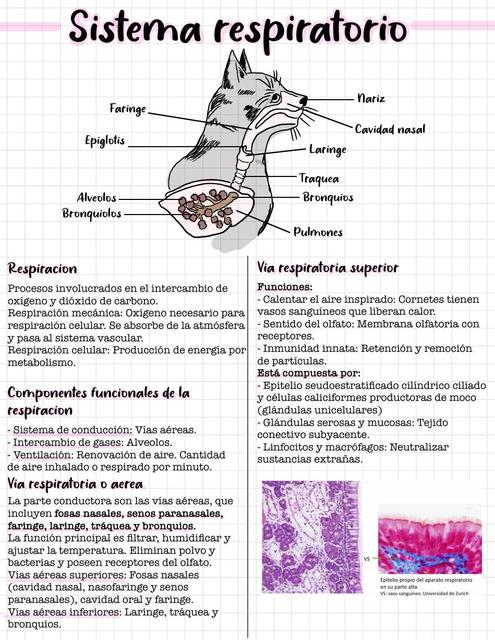 Histología del Sistema Respiratorio