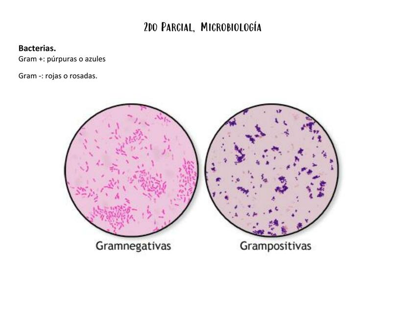 Bacterias