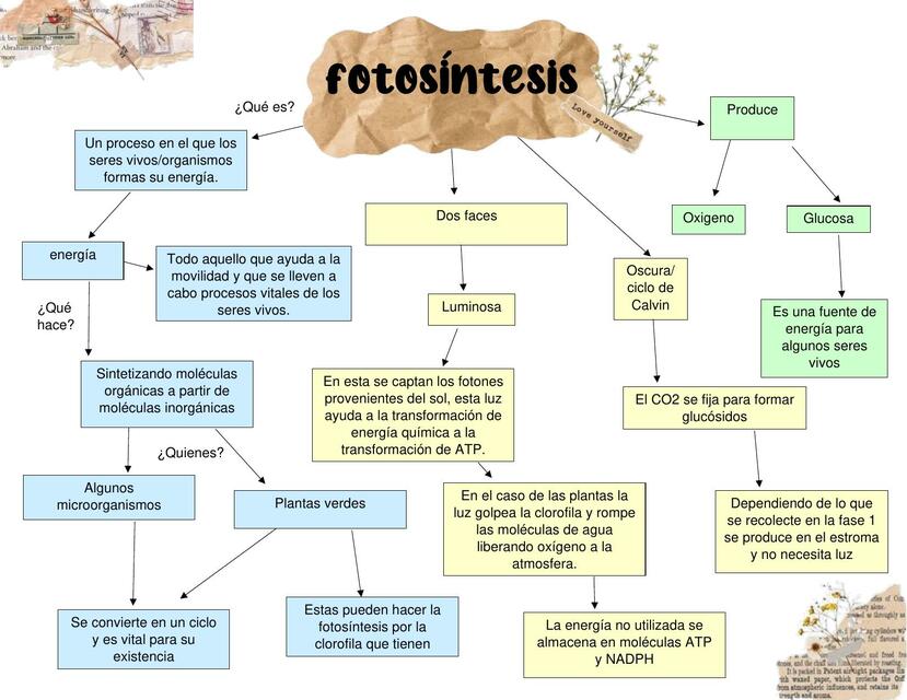 Resúmenes De Fases De La Fotosíntesis Descarga Apuntes De Fases De La Fotosíntesis 5772