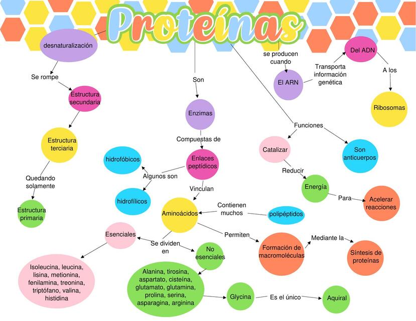 Mapa Conceptual Proteínas Karla Udocz 9648