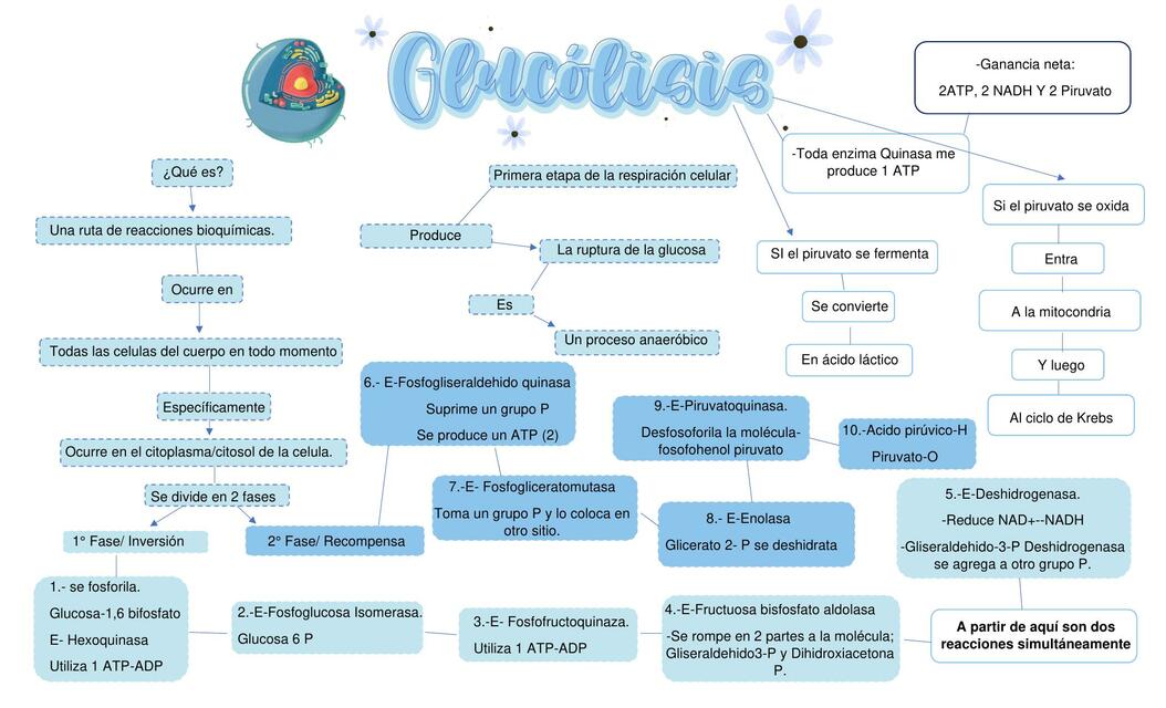 MAPA CONCEPTUAL DE LA RESPIRACION CELULAR | uDocz