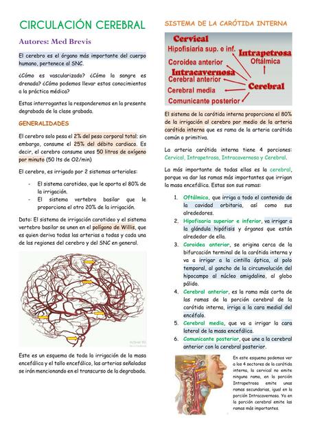 1 Circulación cerebral 2