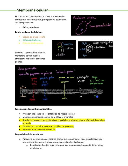 Membrana celular