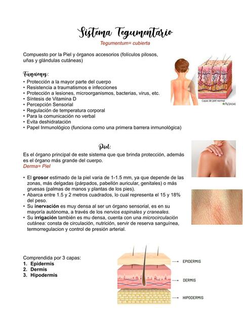 Sistema Tegumentario