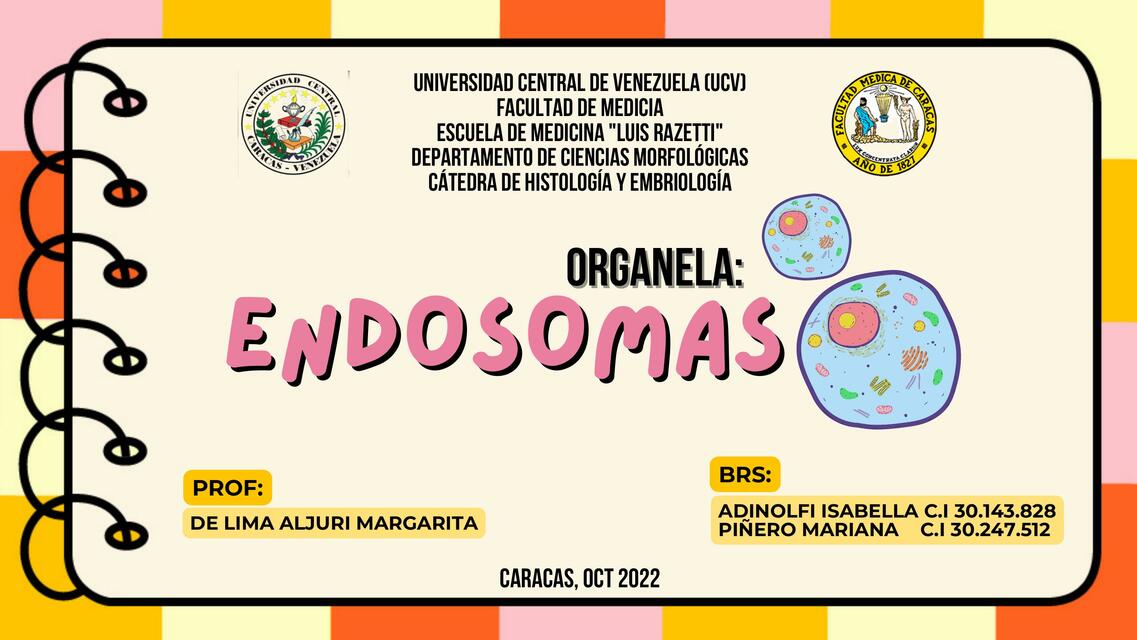  Endosomas. Histología