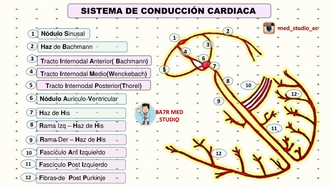 Sistema de Conduccion Cardiaca