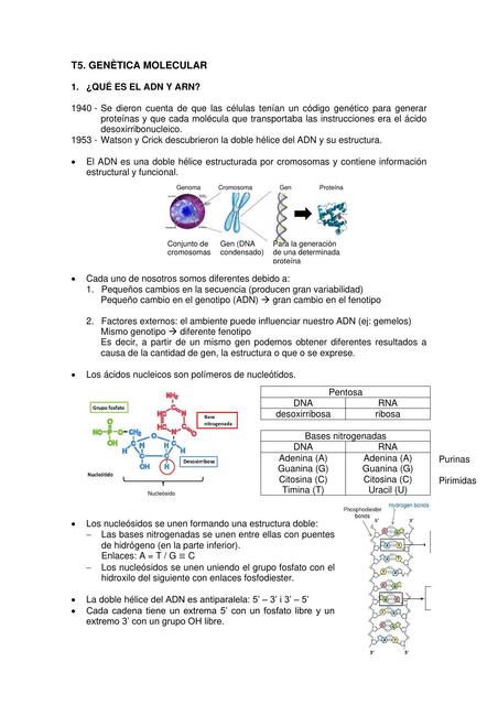 Tema 5 - Genética molecular