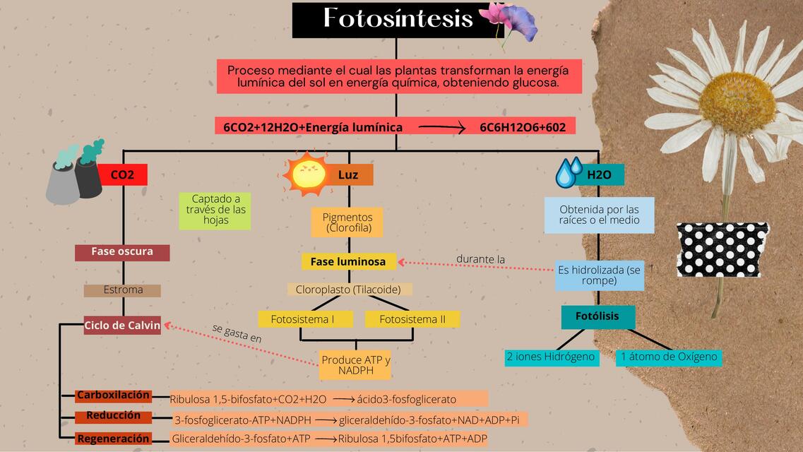 Fotosíntesis