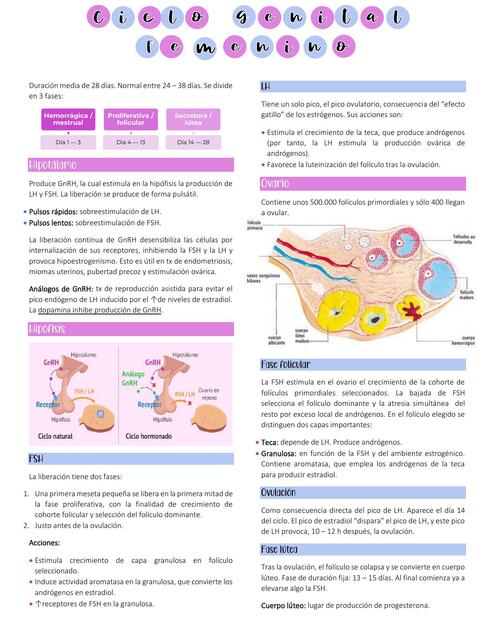 Ciclo Genital Femenino