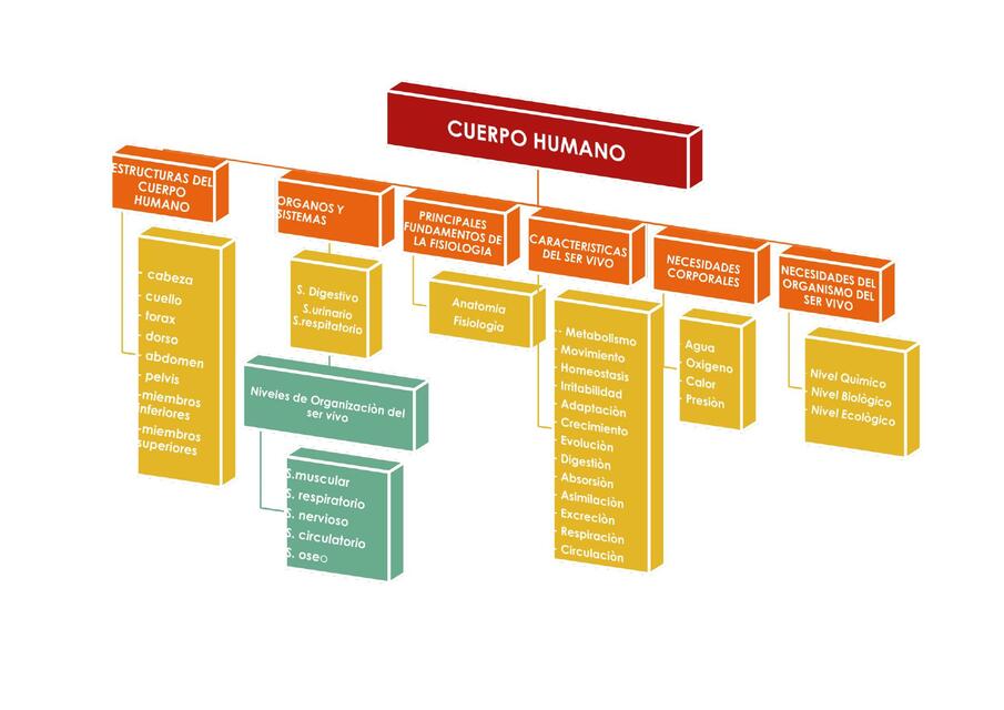 Cuerpo humano organigrama