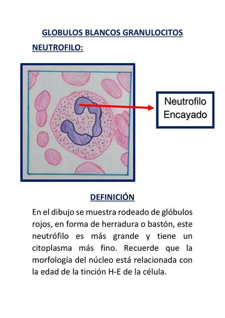 Portafolio 1 morfo 1