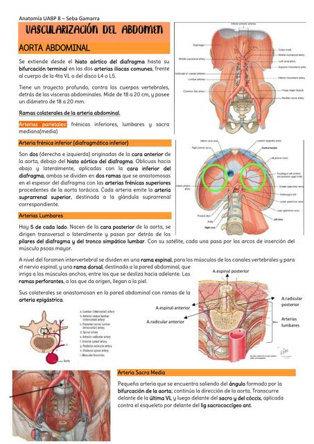 Vascularización del Abdomen 