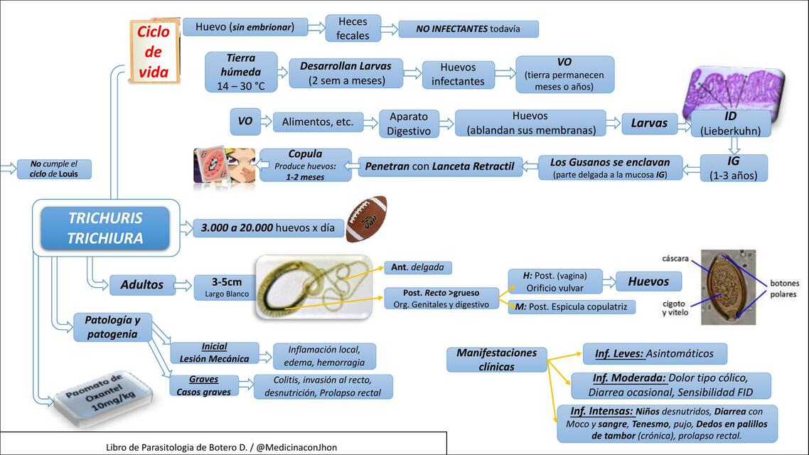 Tricocefalosis / Trichuris Trichiura