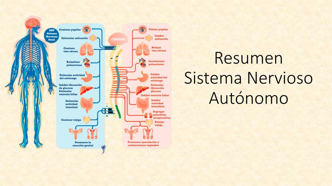 Sistema Nervioso Autónomo 