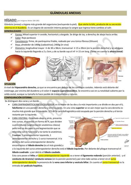 Glándulas Anexas 