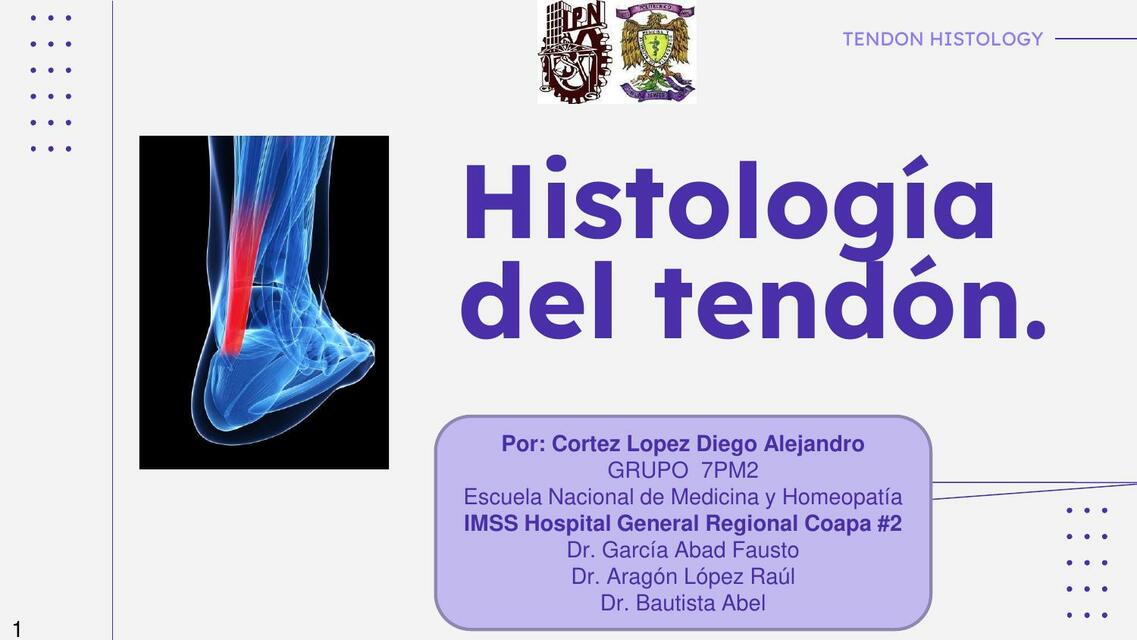 Histología del Tendón 