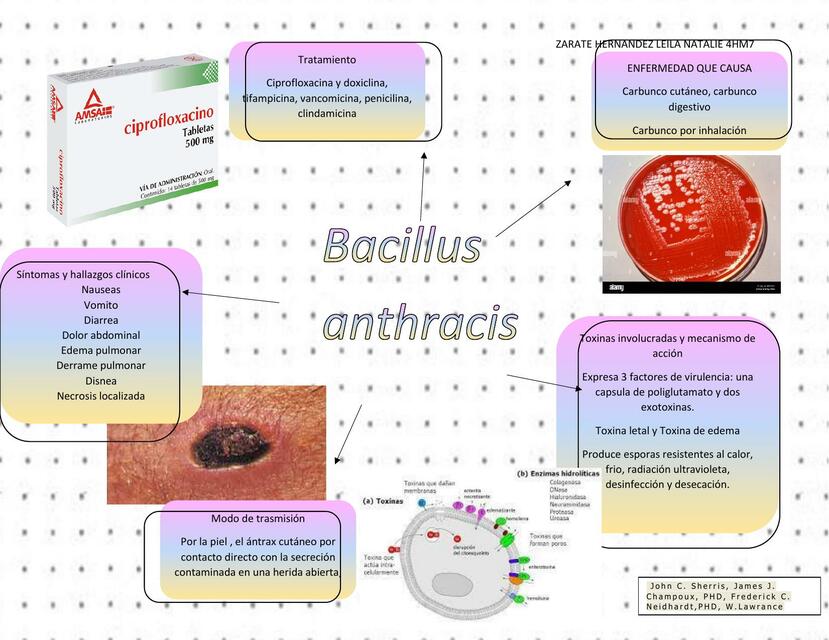 Bacillus anthracis infografia informativa